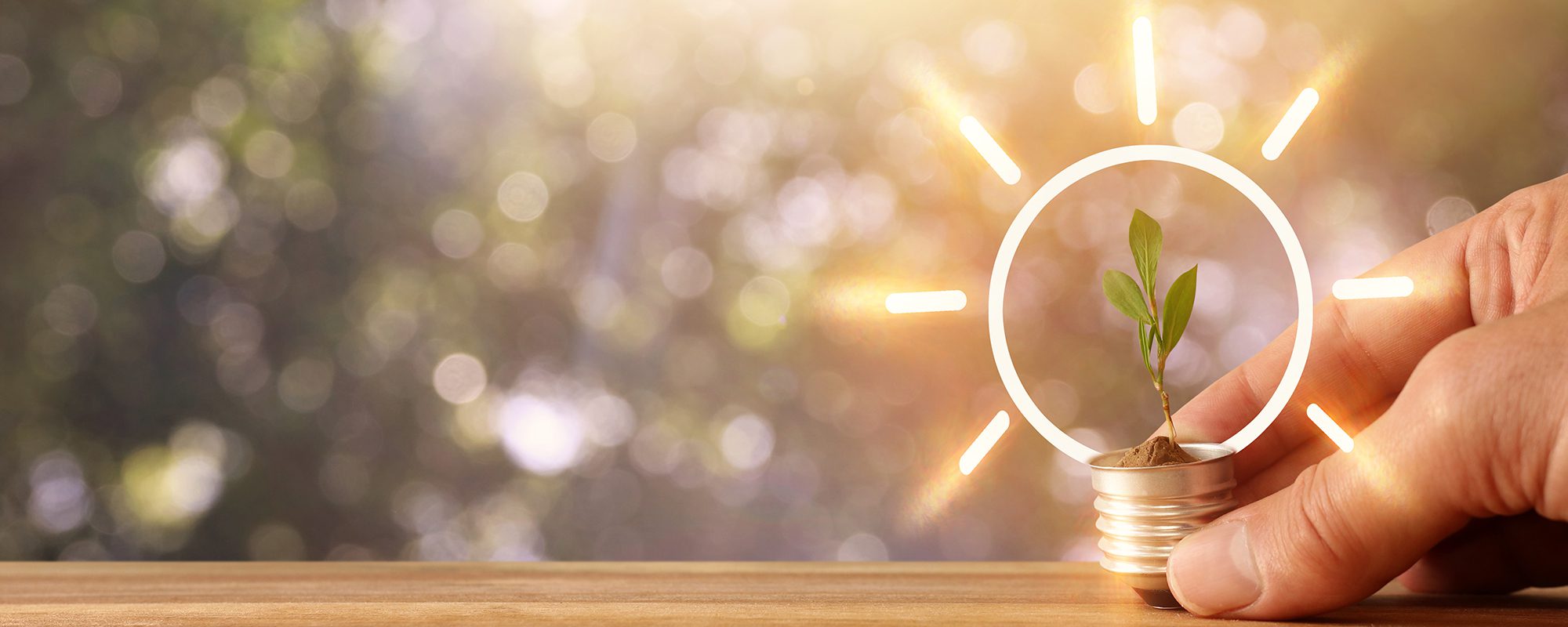 a hand holds a lightbulb with a plant growing inside it as a symbol of clean energy solutions that could reduce the effects of climate change